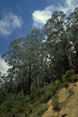 APII jpeg image of Eucalyptus badjensis  © contact APII