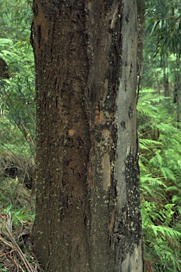 APII jpeg image of Eucalyptus badjensis  © contact APII