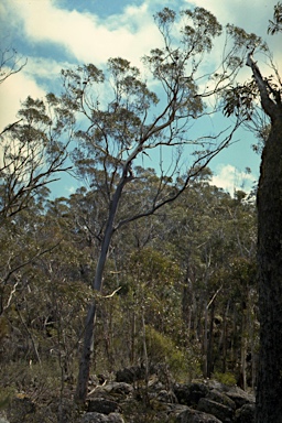APII jpeg image of Eucalyptus olsenii  © contact APII