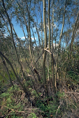 APII jpeg image of Eucalyptus moorei  © contact APII