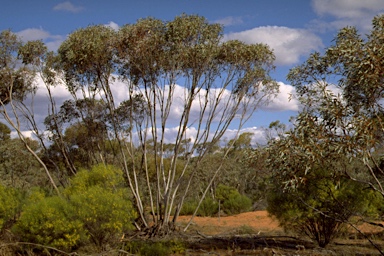 APII jpeg image of Eucalyptus aff. dumosa  © contact APII