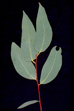 APII jpeg image of Eucalyptus kartzoffiana  © contact APII