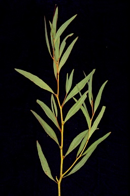 APII jpeg image of Eucalyptus odorata var. odorata  © contact APII