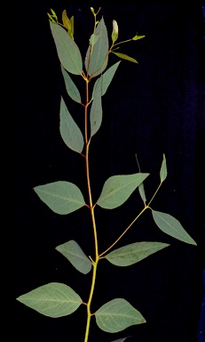 APII jpeg image of Eucalyptus leucoxylon subsp. stephaniae  © contact APII