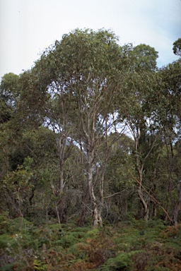 APII jpeg image of Eucalyptus hentyensis  © contact APII