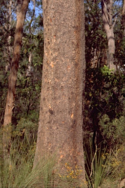 APII jpeg image of Eucalyptus squamosa  © contact APII