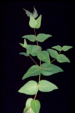 APII jpeg image of Eucalyptus leucoxylon subsp. leucoxylon  © contact APII