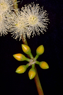 APII jpeg image of Eucalyptus punctata  © contact APII
