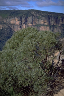 APII jpeg image of Eucalyptus cunninghamii  © contact APII