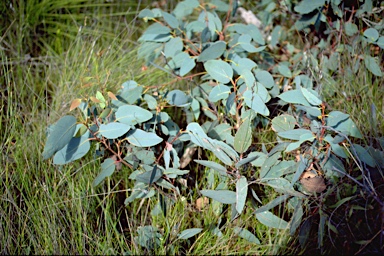 APII jpeg image of Eucalyptus mannifera subsp. gullickii  © contact APII