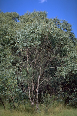 APII jpeg image of Eucalyptus camphora subsp. camphora  © contact APII