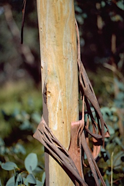 APII jpeg image of Eucalyptus camphora subsp. camphora  © contact APII