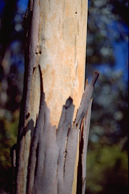 APII jpeg image of Eucalyptus canobolensis  © contact APII
