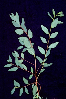 APII jpeg image of Eucalyptus calycogona subsp. trachybasis  © contact APII