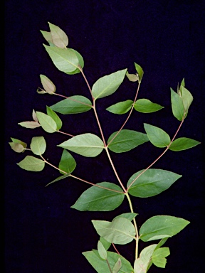 APII jpeg image of Eucalyptus caliginosa  © contact APII