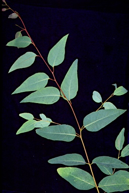 APII jpeg image of Eucalyptus campanulata  © contact APII