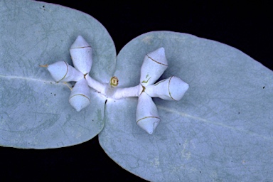 APII jpeg image of Eucalyptus cinerea subsp. cinerea  © contact APII