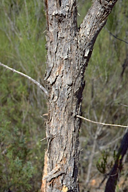 APII jpeg image of Eucalyptus bensonii  © contact APII