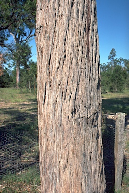 APII jpeg image of Eucalyptus camfieldii  © contact APII