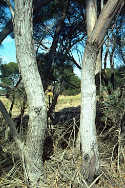 APII jpeg image of Eucalyptus cneorifolia  © contact APII