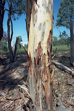 APII jpeg image of Eucalyptus dawsonii  © contact APII
