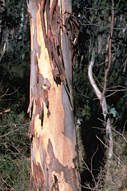 APII jpeg image of Eucalyptus elaeophloia  © contact APII