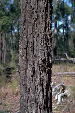 APII jpeg image of Eucalyptus fusiformis  © contact APII