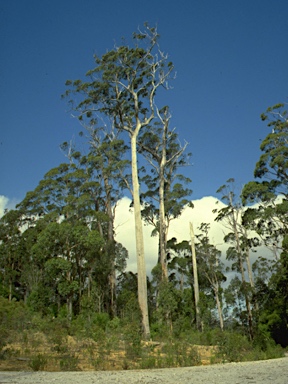 APII jpeg image of Eucalyptus muelleriana  © contact APII