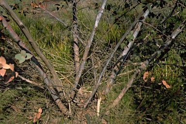 APII jpeg image of Eucalyptus sturgissiana  © contact APII