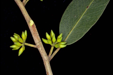 APII jpeg image of Eucalyptus globoidea  © contact APII