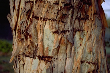 APII jpeg image of Eucalyptus rubida  © contact APII