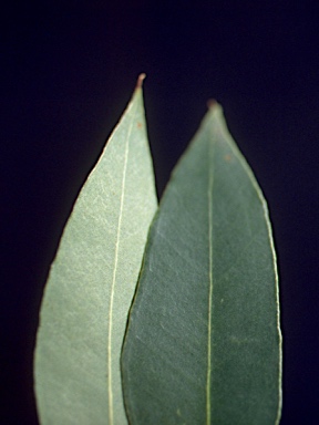 APII jpeg image of Eucalyptus punctata  © contact APII