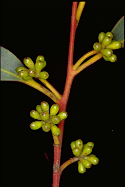 APII jpeg image of Eucalyptus blaxlandii  © contact APII