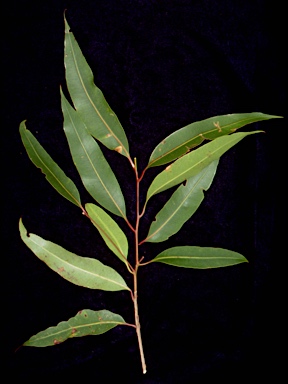 APII jpeg image of Eucalyptus gummifera  © contact APII