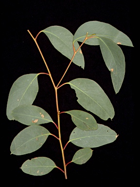APII jpeg image of Eucalyptus macrorhyncha subsp. macrorhyncha  © contact APII