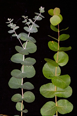 APII jpeg image of Eucalyptus goniocalyx subsp. goniocalyx & viridissima  © contact APII