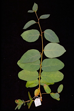 APII jpeg image of Eucalyptus ovata var. grandiflora  © contact APII