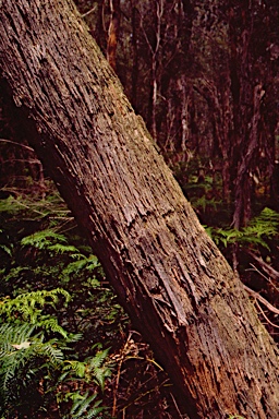 APII jpeg image of Eucalyptus willisii subsp. willisii  © contact APII