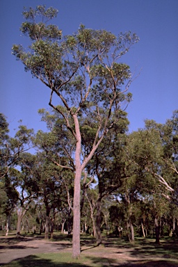 APII jpeg image of Eucalyptus capitellata  © contact APII