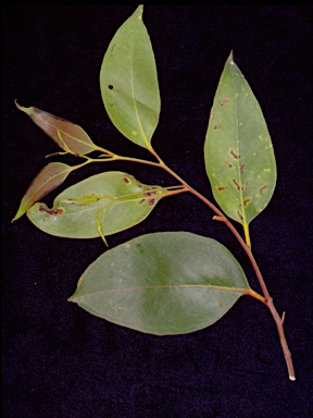 APII jpeg image of Eucalyptus capitellata  © contact APII