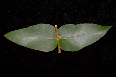 APII jpeg image of Eucalyptus macarthurii  © contact APII