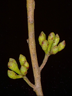 APII jpeg image of Eucalyptus dendromorpha  © contact APII