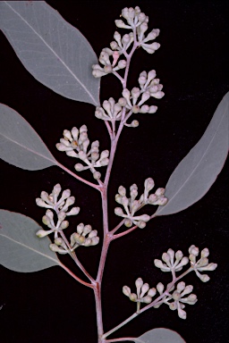 APII jpeg image of Eucalyptus polyanthemos subsp. polyanthemos  © contact APII