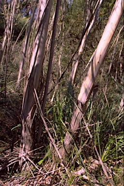 APII jpeg image of Eucalyptus obstans  © contact APII