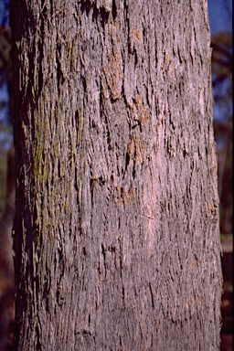 APII jpeg image of Eucalyptus piperita subsp. urceolaris  © contact APII