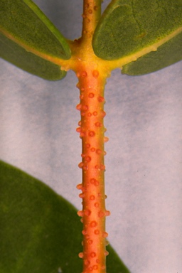APII jpeg image of Eucalyptus coccifera  © contact APII