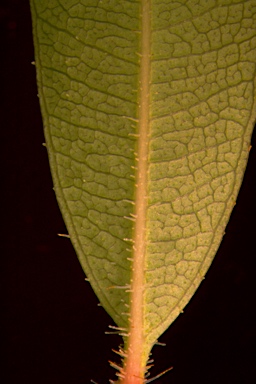 APII jpeg image of Eucalyptus clarksoniana  © contact APII
