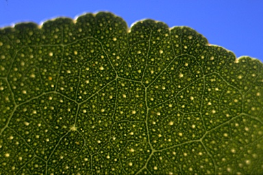 APII jpeg image of Eucalyptus crenulata  © contact APII