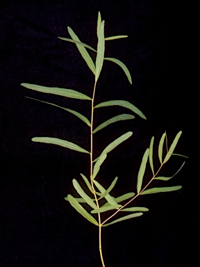 APII jpeg image of Eucalyptus aromaphloia subsp. sabulosa  © contact APII