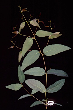 APII jpeg image of Eucalyptus andrewsii  © contact APII